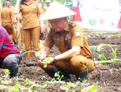 Tak Kunjung Dapat, Caroll Senduk ‘Bohongi’ Petani Tomohon Soal Pupuk Bersubsidi