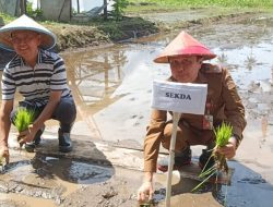 Pemkab Minut Dukung Gerakan Swasembada Pangan Lewat Safari Tanam Komoditas Strategis