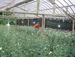 Electrifying Agriculture PLN Tingkatkan Produktivitas Petani Bunga Krisan di Tomohon