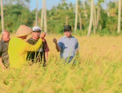 Bupati Sirajudin dampingi Petani di desa Gihang Panen Padi IPB 15S, Perkuat Komitmen Swasembada Pangan di Boltara