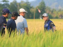Bupati Boltara Tinjau Panen Padi IPB 9G dengan Sistem Tabela Metode PM-AAS di Jambusarang