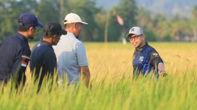 Bupati Boltara Tinjau Panen Padi IPB 9G dengan Sistem Tabela Metode PM-AAS di Jambusarang