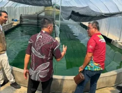 PLN UP3 Manado Perkuat Ketahanan Pangan Lokal melalui Program Pengembangan Budidaya dan Pengolahan Spirulina di Desa Tarabitan